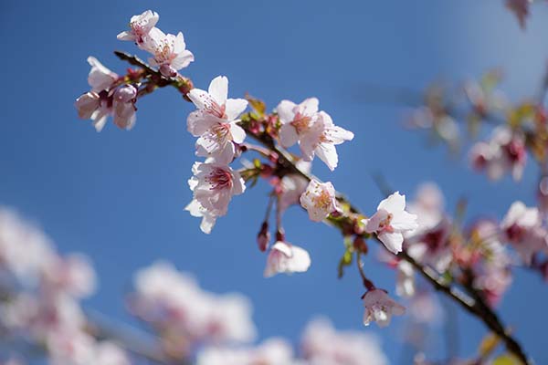 おかめ桜がまだ咲いていました