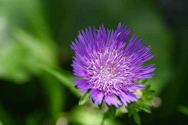 250607flower_00001_06.jpg