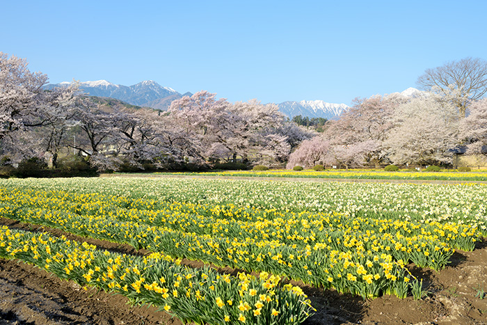 南アルプスが望めるお花畑