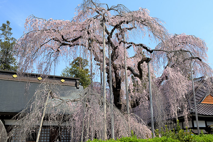 慈雲寺のいと桜