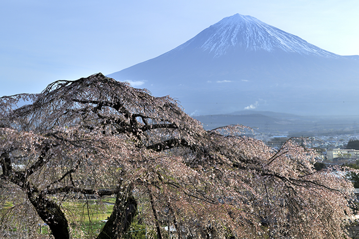 先照寺の枝垂れ桜