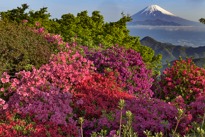 ツツジ越しに富士山