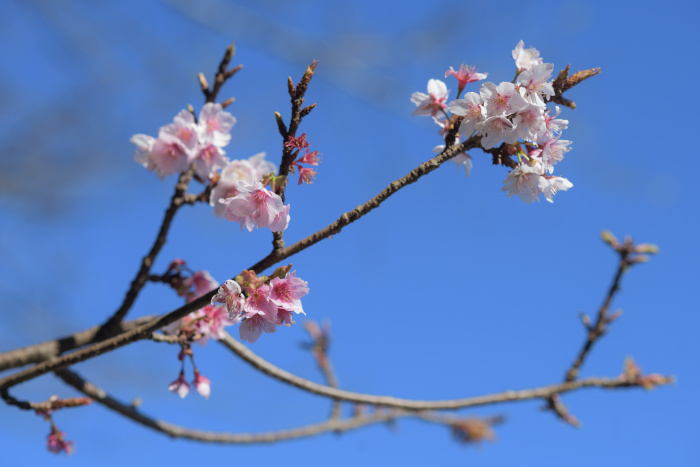 興津桜