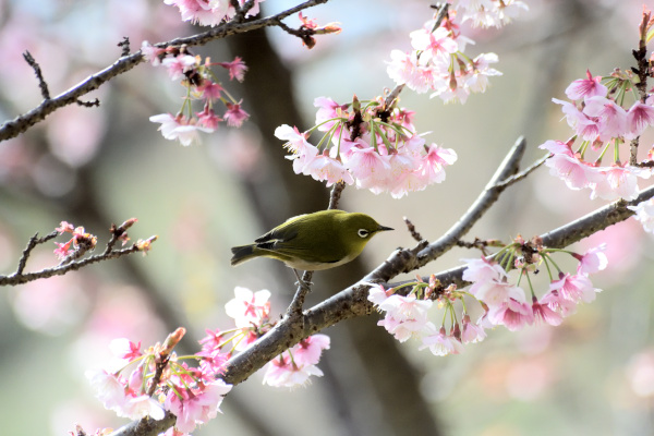 興津桜に舞う