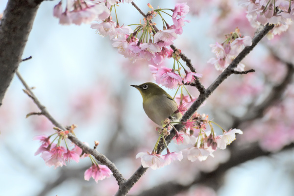 桜に憩う