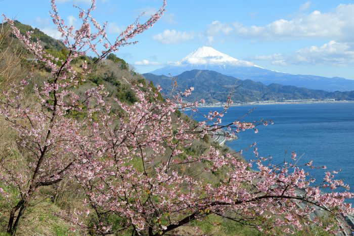 薩埵峠の春