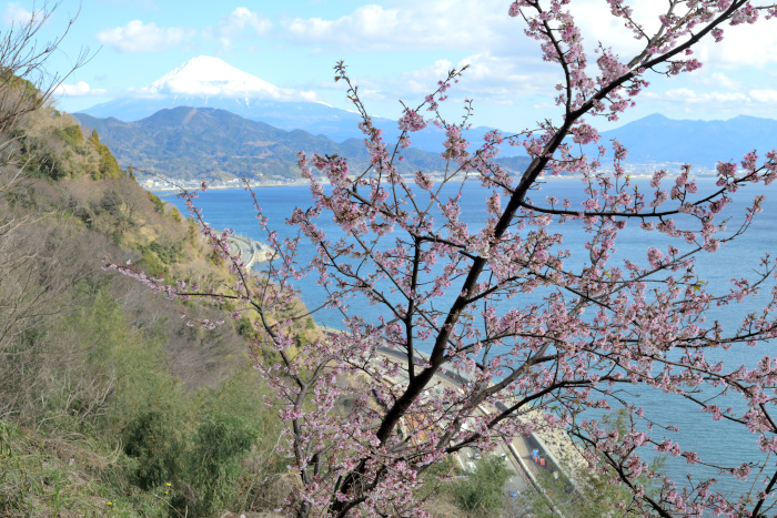 興津桜と富士山