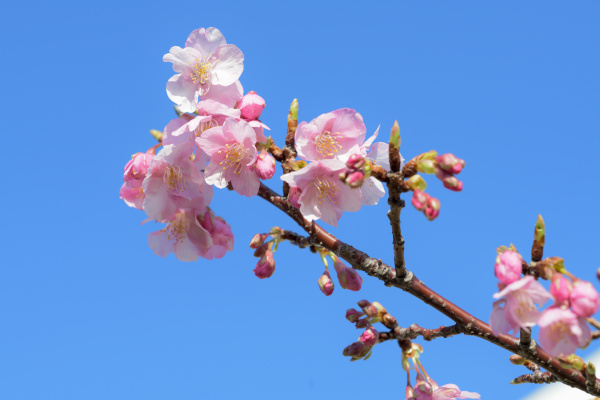 河津桜