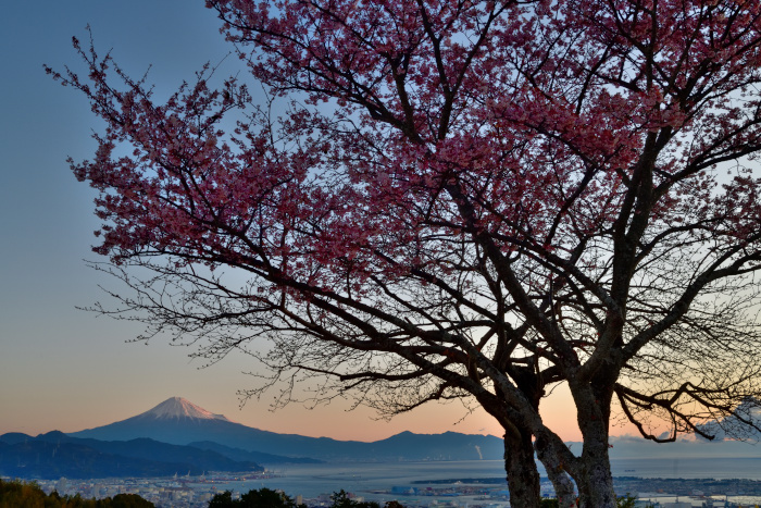 朝焼けと桜