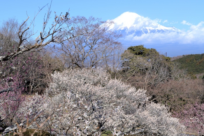 白梅の大木と富士山