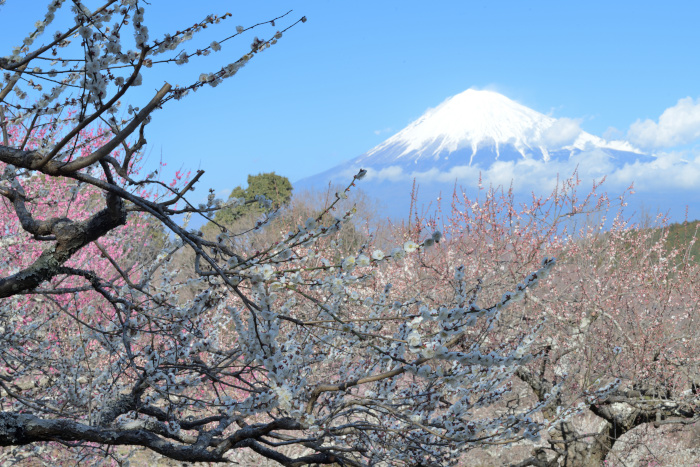 200213iwamotoyama_00001_04.jpg