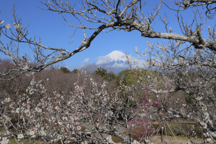 白梅と富士山