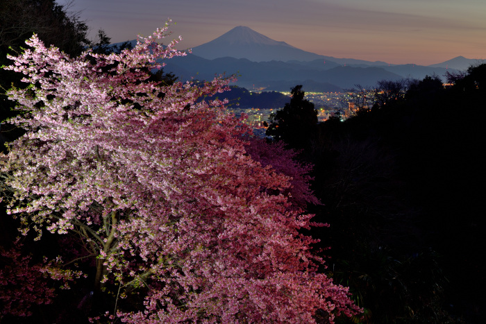 妖艶桜