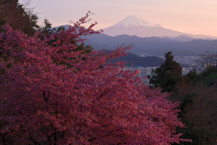 春霞の朝