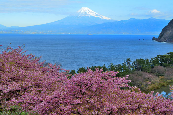 駿河湾と河津桜と富士山と