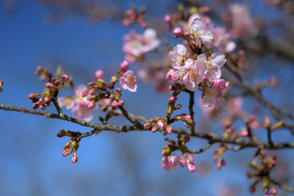 青空と河津桜