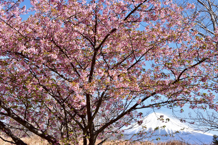 河津桜と富士山