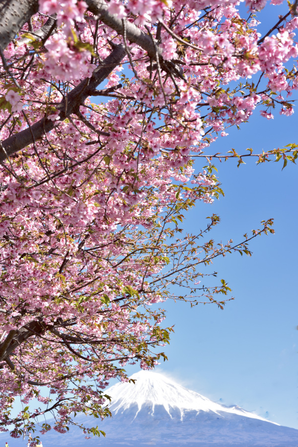 青空と河津桜