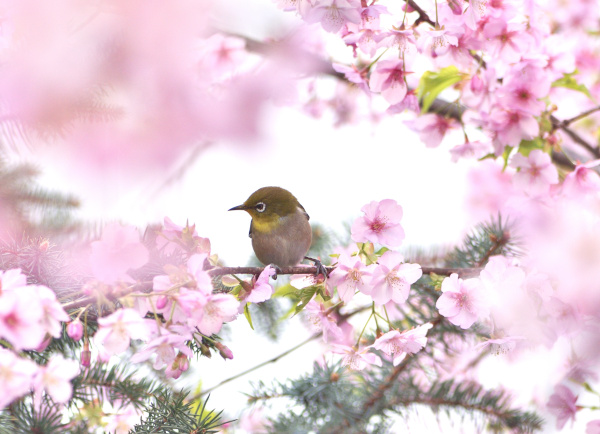 エピ桜とメジロI