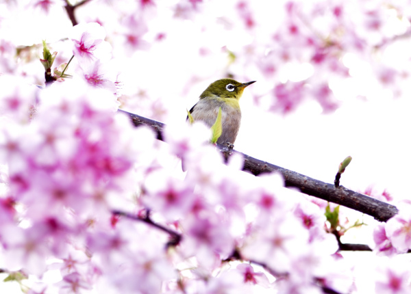 エピ桜とメジロII