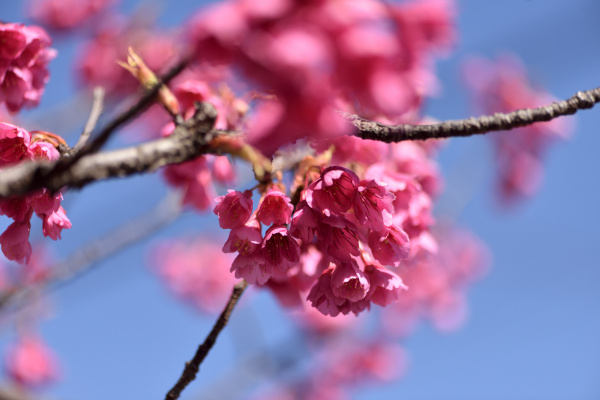 緋寒桜