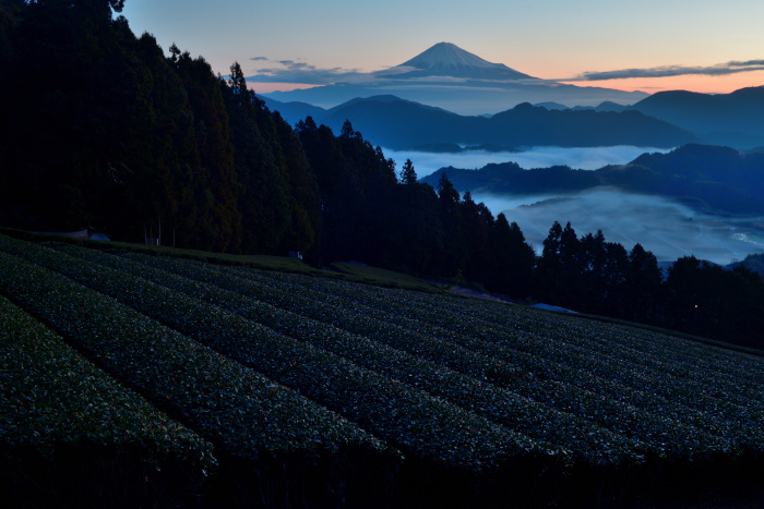 茶畑の春