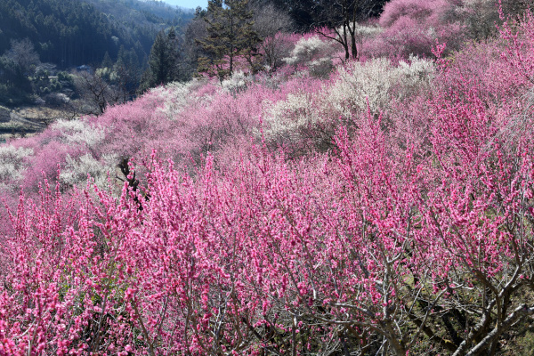 早朝の梅林
