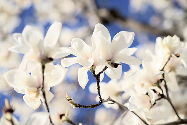 コブシの花さく