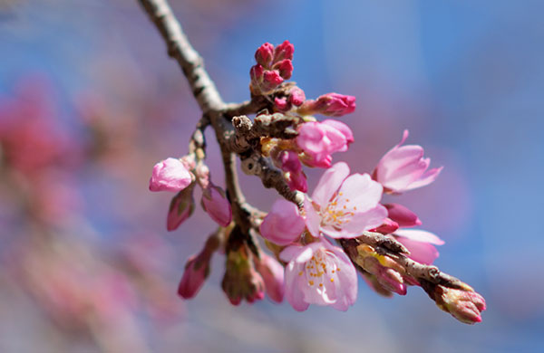 早崎の枝垂れ桜