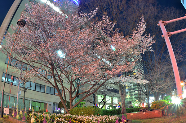 都市の山桜夜景