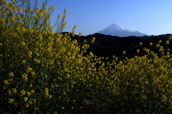 菜の花と富士山