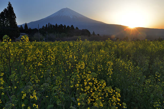 菜の花畑の日の出