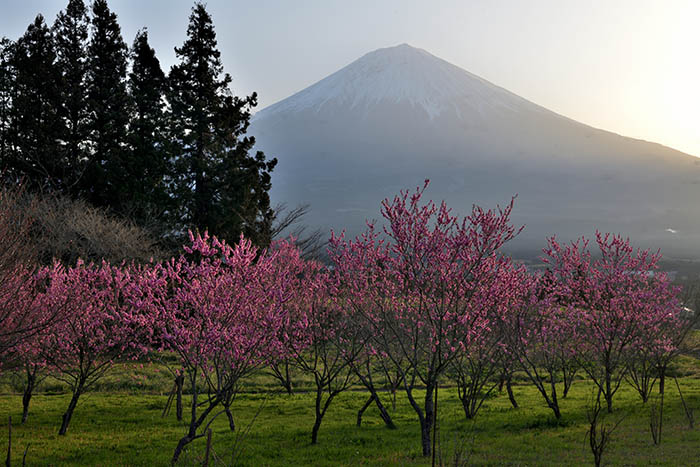 梅林と富士山