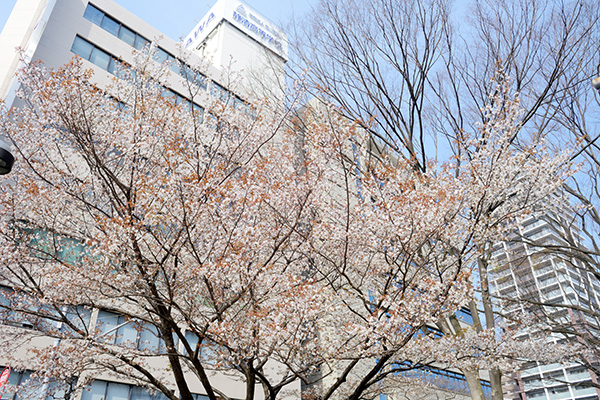 ビル街に咲く山桜