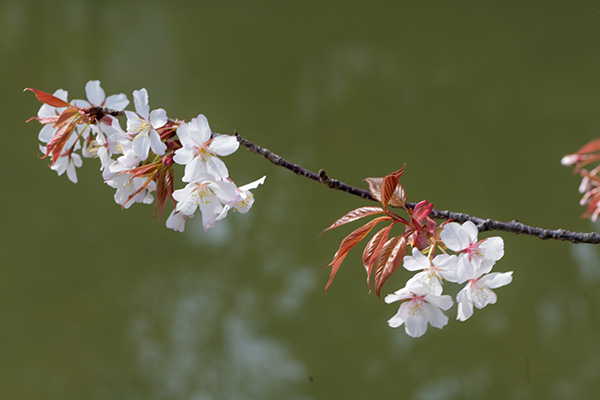 駿府城公園のお堀の山桜