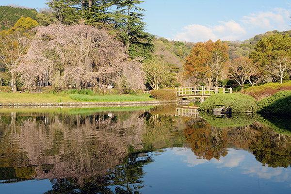 城北公園の枝垂れ桜