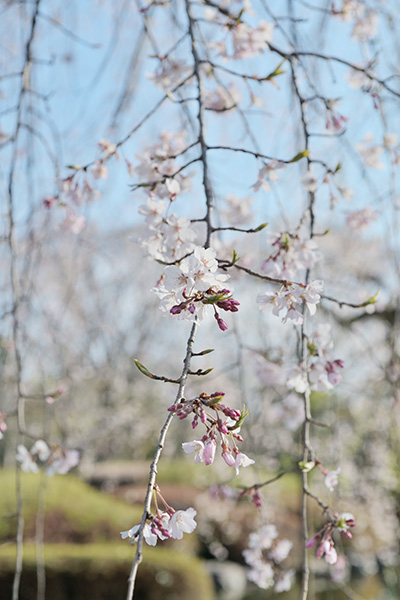 枝垂れ桜