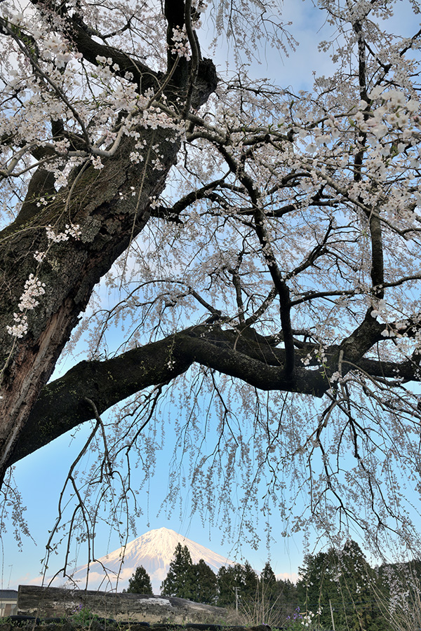 常境寺の桜の古木