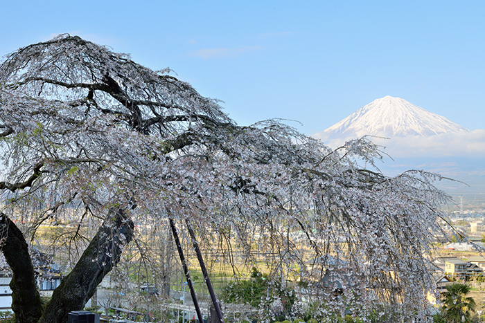 枝垂れ桜ごしの富士山