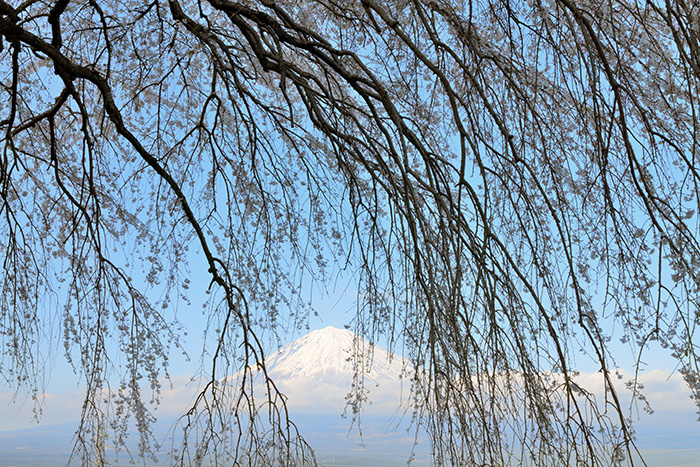 桜の窓からのぞく