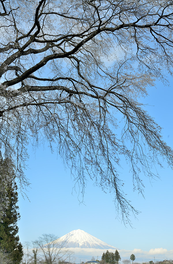 千光寺の枝垂れ桜