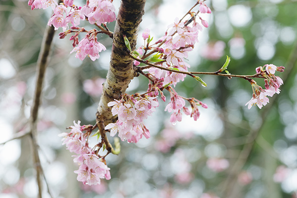 桜と雫