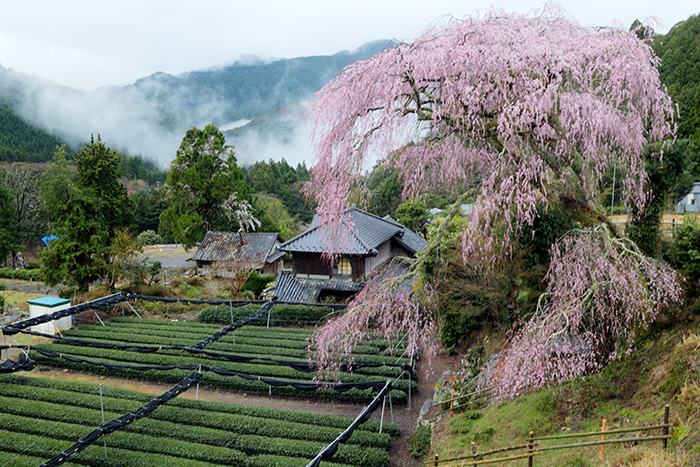 聖一国師の桜