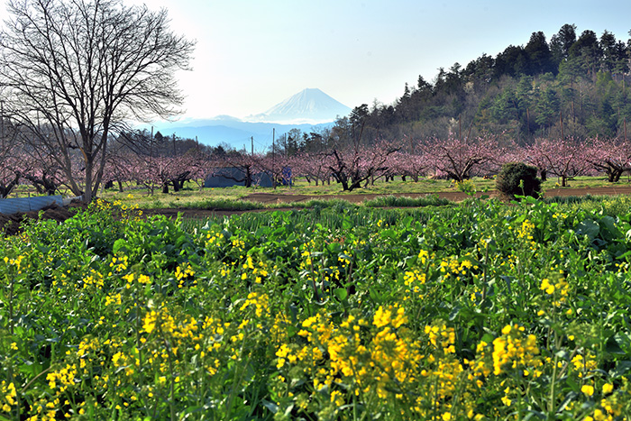 菜の花と桃の花さく新府からの富士山