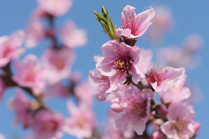 桃の花