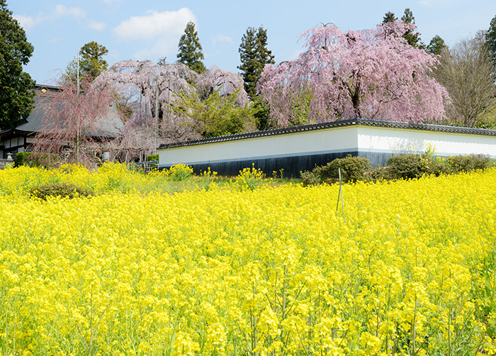 慈雲寺の菜の花畑