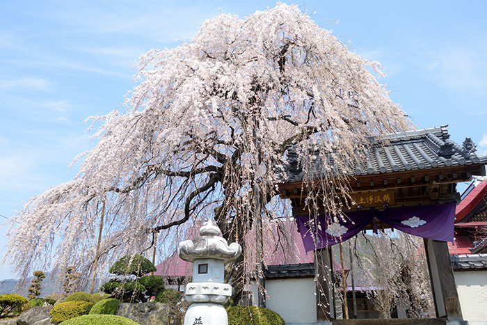 周林寺のしだれ桜