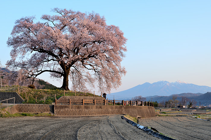 夜明け（わに塚桜）