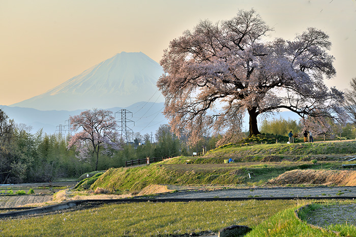 わに塚桜の春到来