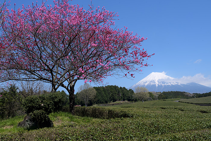 ハナモモ咲く茶畑